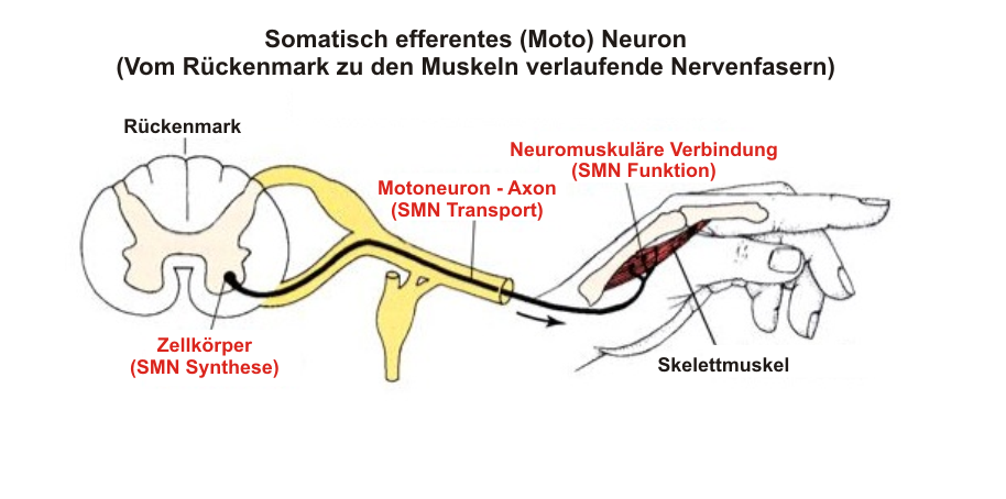 Diagramm eines Motoneurons